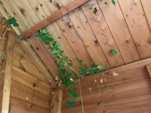 Ivy growing in ceiling of shed