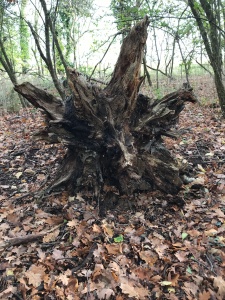 Underside roots of a fallen tree in leaves