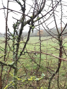 View of field through mist dropped blackthorn

