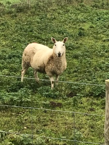 A Sheep
