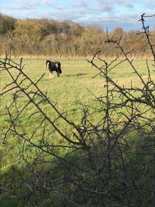 Brown and white shire horse type in field beyond a blackthorn