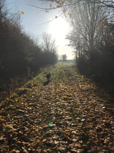 Collie in distance on a leaf-strewn path between trees with blue sky and sunshine in background
