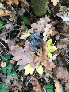Black feathered body surrounded by leaves 