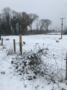 Sheep in a snowy field behind a footpath sign