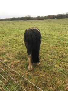 A fluffy muddy brown and cream horse with its back to the camera