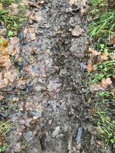 muddy ground with brown leaves and grass
