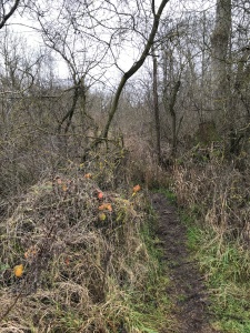 a muddy path through wood on a grey day