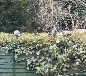 3 woodpigeons eating on top of  hedge/fence in garden. Taken through window so blurry image.