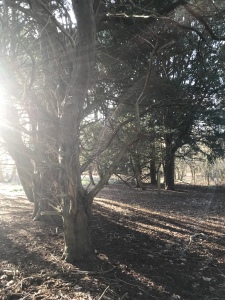 Sun shining from the left in woodland. Tunnel just visible top right. 