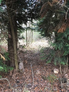 A trodden way through some trees in woodland
