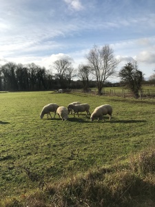 Sheep in a field on a sunny winter day