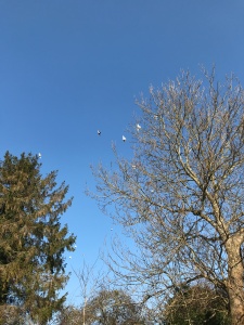 Doves and pigeon flying over trees in a bright blue sky