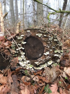 Lichen on bottom of tree trunk