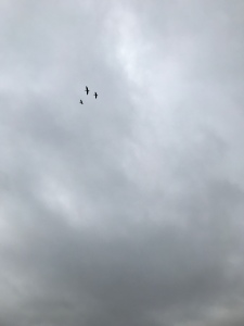 3 geese flying in a grey overcast sky