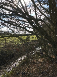 View of field and stream through branches 