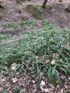 Snowdrops down leaf covered bank